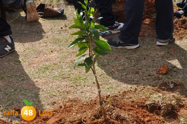 trees shamela 0321 (26).JPG